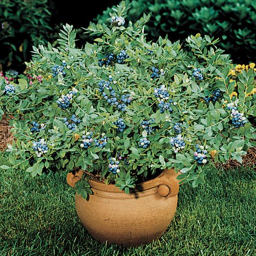 Vaccinium 'Sunshine Blue' Dwarf Blueberry Image