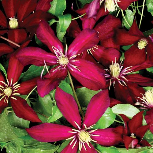 Clematis 'Niobe' Image