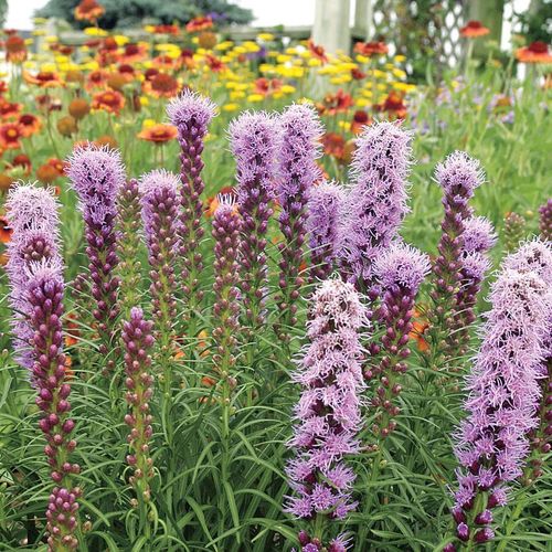 Liatris 'Kobold Original' Bulbs Image