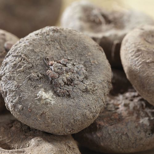 Cyclamen coum Persian Violet Bulbs Image