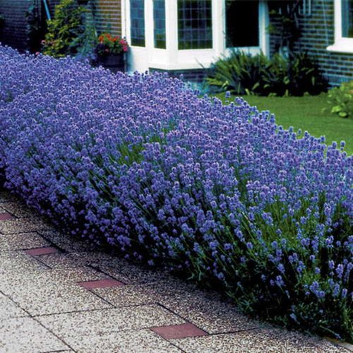 Lavandula 'Munstead' Image