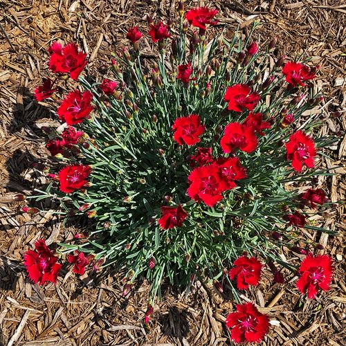 Dianthus SINGLE STAR&trade; Fire Star Improved Image