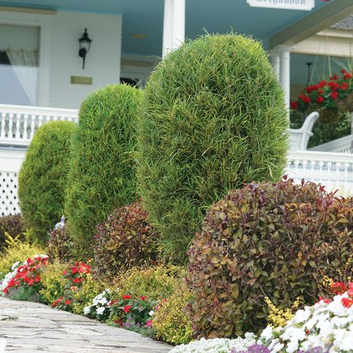 Rhamnus Fine Line&reg; Buckthorn Image