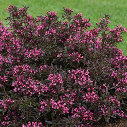 Weigela Spilled Wine&reg; Image