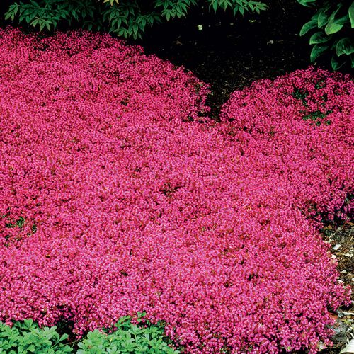 Red Creeping Thyme Image