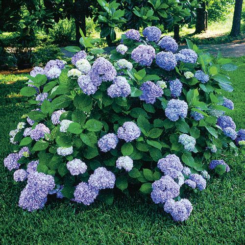 Hydrangea 'Nikko Blue' Image
