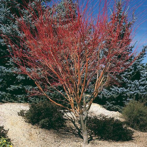 Acer 'Sango Kaku' Image