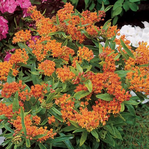 Butterfly Weed Image