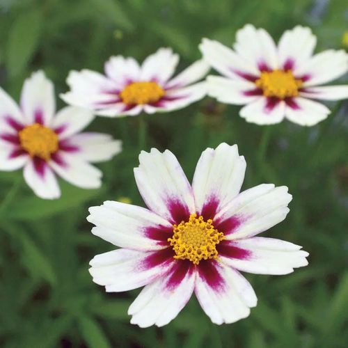 Coreopsis Big Bang&trade; 'Star Cluster' Image