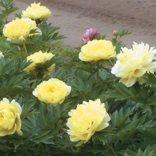 Paeonia  Itoh 'Bartzella' Image
