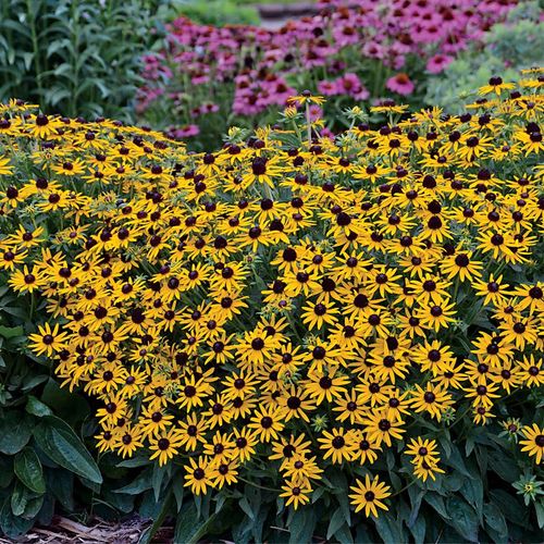 Rudbeckia 'Little Goldstar' Image