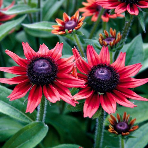 Rudbeckia 'Cherry Brandy' Image