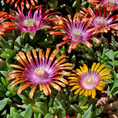 Delosperma Fire Spinner&reg; Image
