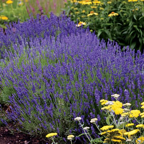 Lavandula 'Hidcote Blue' Image