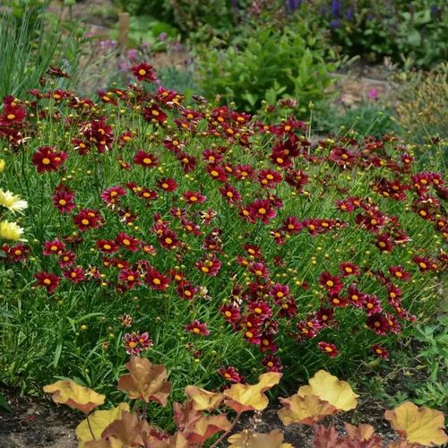 Coreopsis Big Bang&trade; 'Mercury Rising' Image
