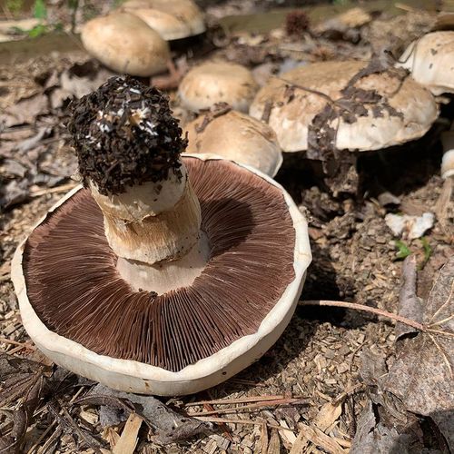 Mushroom Portabella Kit Image