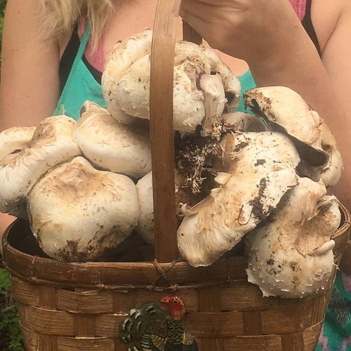 Mushroom Button Kit-6 lbs Image