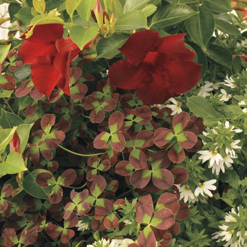 Wine and Vine Combination Image