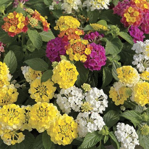 Lantana Bandana&reg; Lemon Meringue&trade; Combination (pack of 3) Image