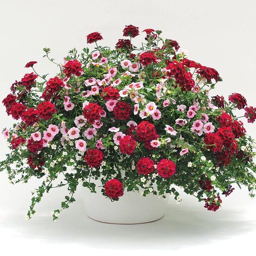 Trixi Strawberry Shortcake Combo (pack of 3) Image