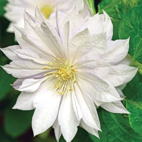 Clematis 'Duchess of Edinburgh' Image