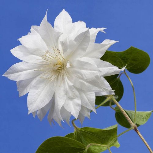Clematis 'Duchess of Edinburgh' Image