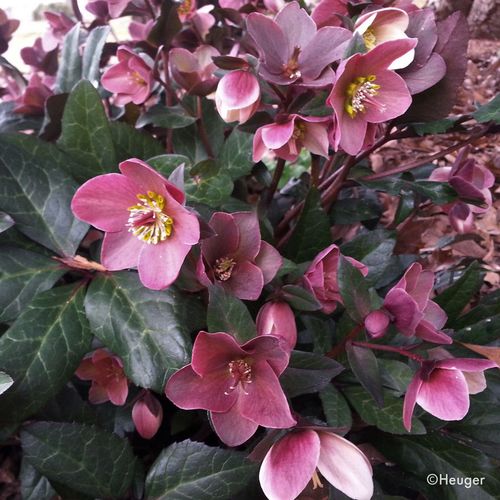 Helleborus HGC&reg; Merlin&reg; Hellebore Image