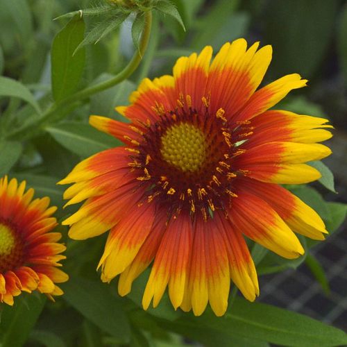 Gaillardia 'Arizona Sun' Image