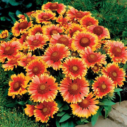 Gaillardia 'Arizona Sun' Image