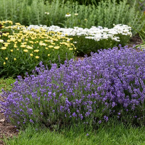 Lavandula 'Munstead' Image