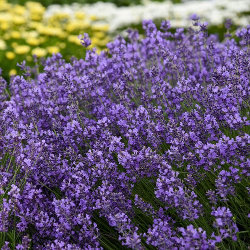 Lavandula 'Munstead' Image