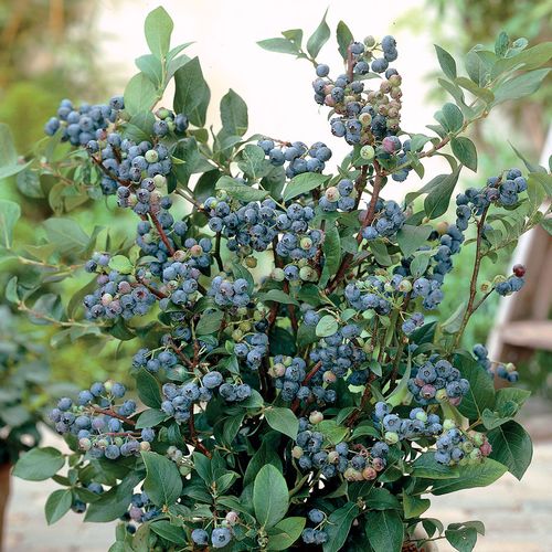 Vaccinium 'Sunshine Blue' Dwarf Blueberry Image