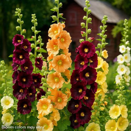 Old Barnyard Mix Hollyhock Image