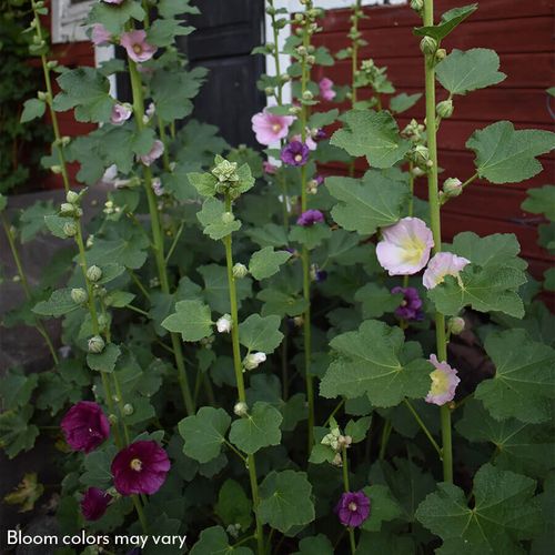 Old Barnyard Mix Hollyhock Image