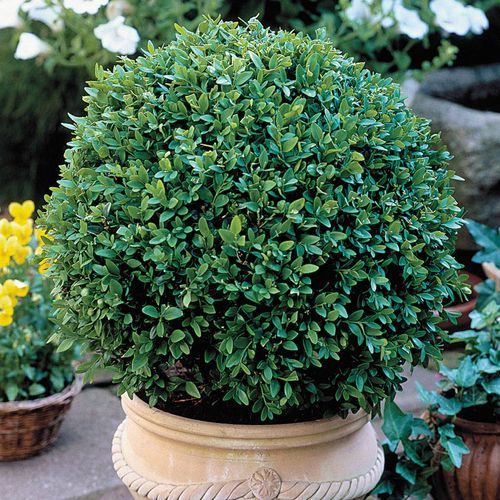 Green Velvet Boxwood Image