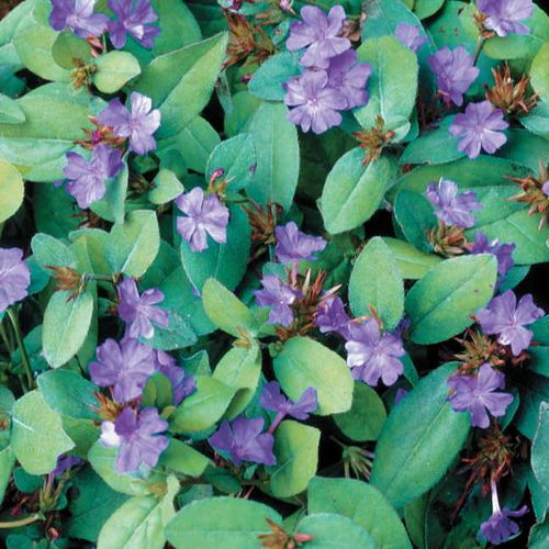 Ceratostigma Blue Plumbago Image