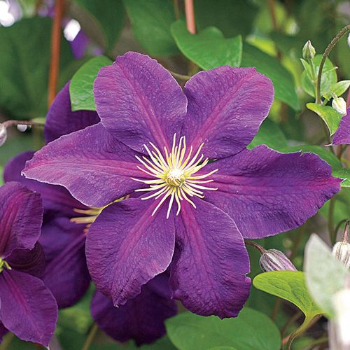Clematis 'Jackmanii' Image