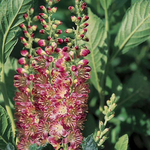 Clethra 'Ruby Spice' Image