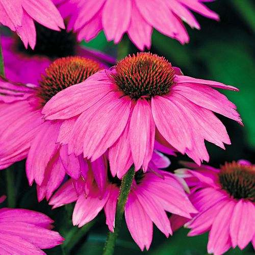 Echinacea PowWow&reg; Wild Berry Coneflower Image
