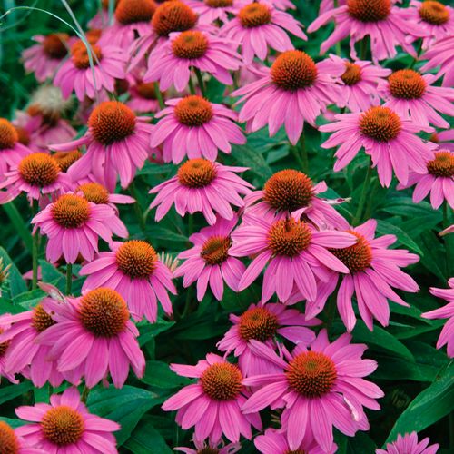 Echinacea PowWow&reg; Wild Berry Coneflower Image