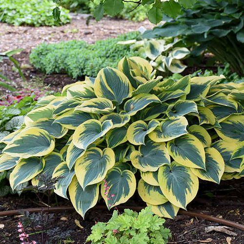 Hosta 'First Frost' Plantain Lily Image
