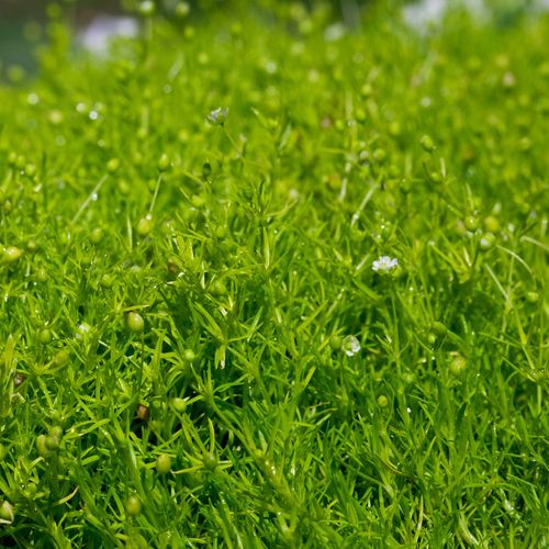 Sagina Irish Moss Image