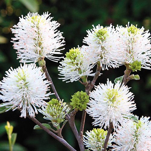 Mount Airy Fothergilla gardenii Shrub Image