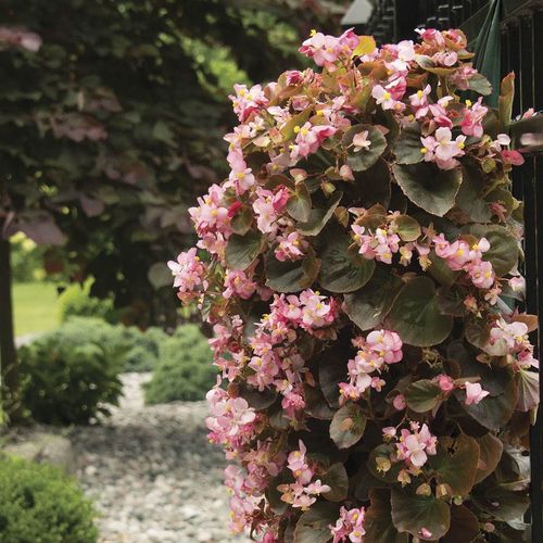 Growin' Bags 10 Hole Image