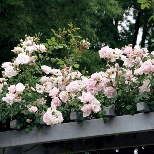 New Dawn Climbing Rose Image