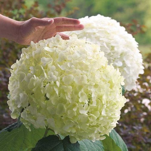 Hydrangea Incrediball&reg; Smooth Hydrangea Image