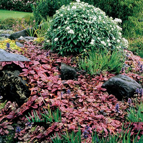 Ajuga 'Burgundy Glow' Bugleweed Image