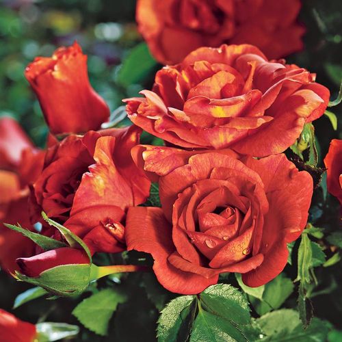 Laura Bush Floribunda Rose Image