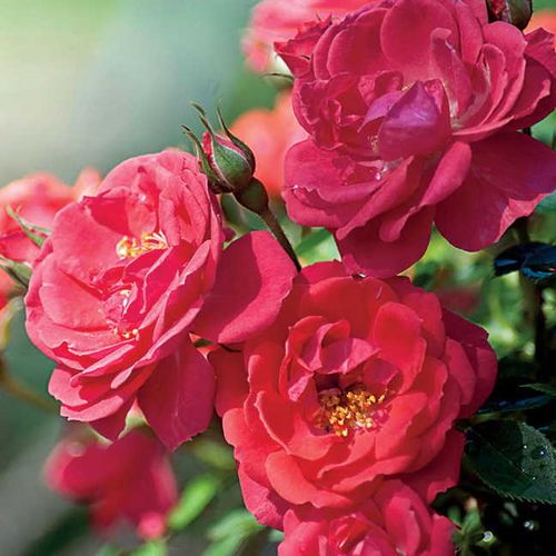 Oso Easy&reg; Mango Salsa Shrub Rose Image