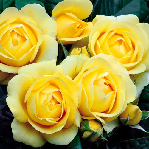 Walking on Sunshine Floribunda Rose Image